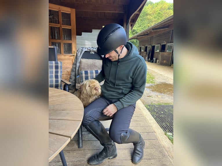 Zuverlässiger Reiter sucht Reitbeteiligung im Raum Köln/Wesseling und Umgebung