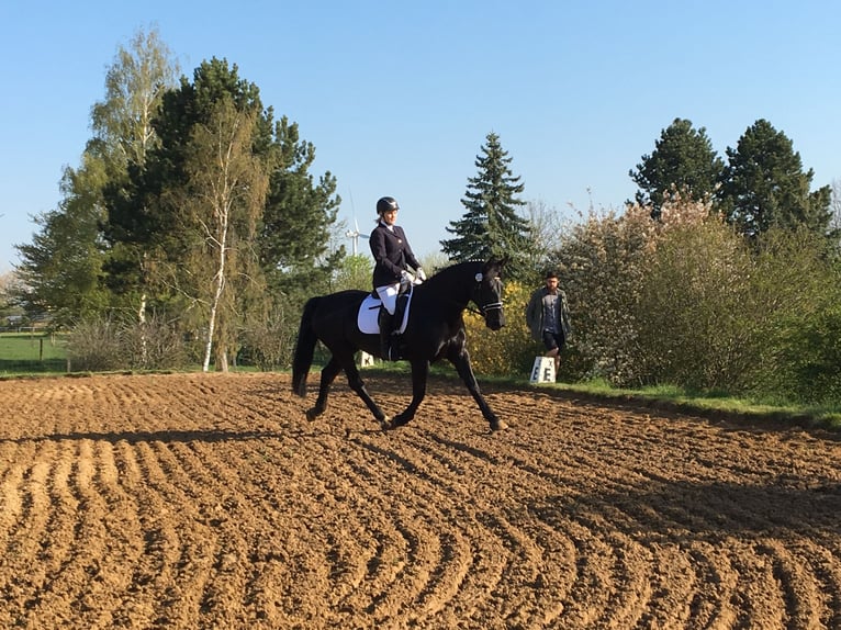 Zwaar warmbloed Hengst 15 Jaar 165 cm Donkerbruin in Sulza