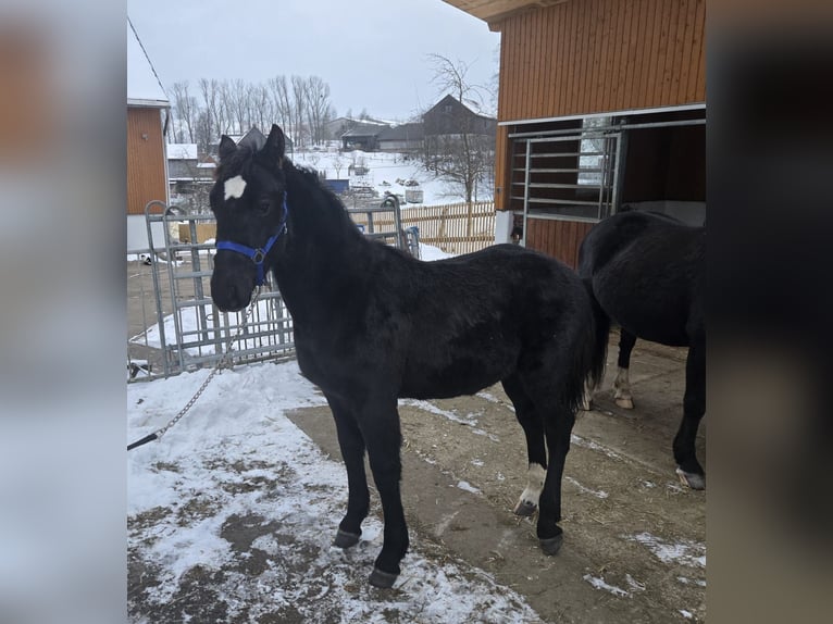 Zwaar warmbloed Hengst 1 Jaar 145 cm Zwart in Hohnstein