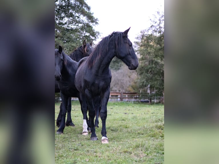 Zwaar warmbloed Hengst 1 Jaar 152 cm Donkerbruin in Dahmetal Zwaar warmbloed Hengst 1 Jaar 152 cm Donkerbruin in Dahmetal