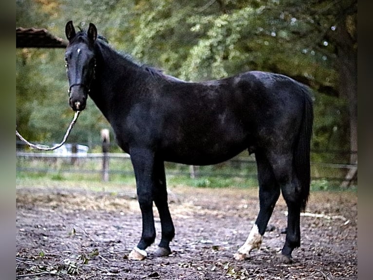 Zwaar warmbloed Hengst 1 Jaar 152 cm Donkerbruin in Dahmetal Zwaar warmbloed Hengst 1 Jaar 152 cm Donkerbruin in Dahmetal