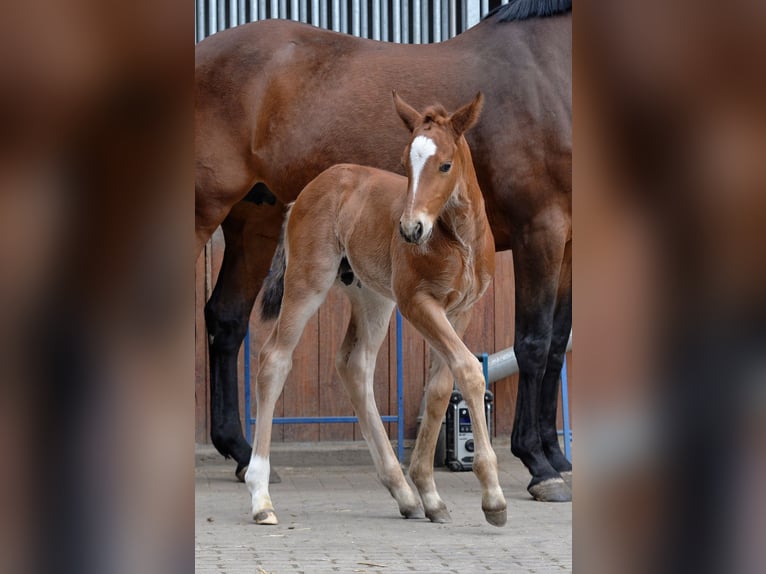 Zwaar warmbloed Hengst 1 Jaar 165 cm Bruin in Bad Sulza