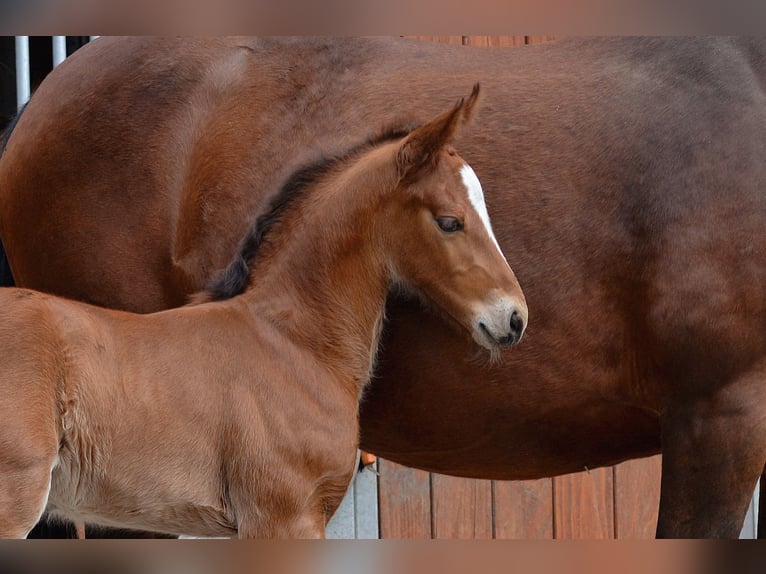 Zwaar warmbloed Hengst 1 Jaar 165 cm Bruin in Bad Sulza