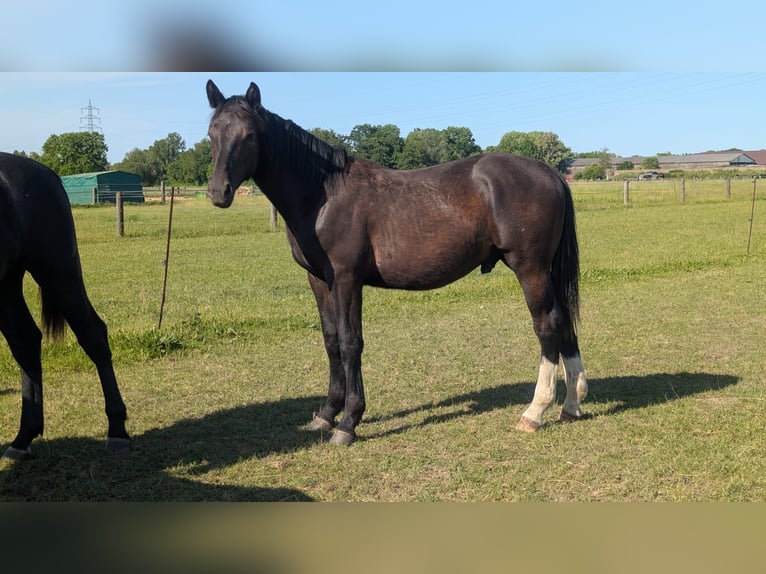 Zwaar warmbloed Hengst 1 Jaar 170 cm  in Wilsdruff
