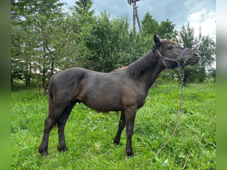 Zwaar warmbloed Hengst 1 Jaar Zwart in &#x160;akiai