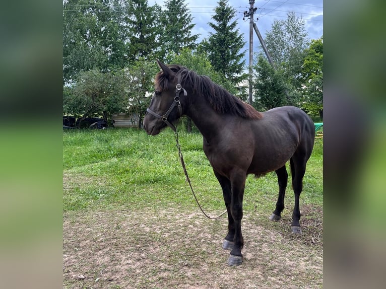 Zwaar warmbloed Hengst 1 Jaar Zwart in &#x160;akiai
