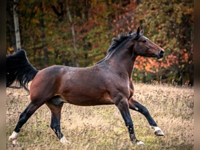 Zwaar warmbloed Hengst 2 Jaar 165 cm Bruin in Aurich