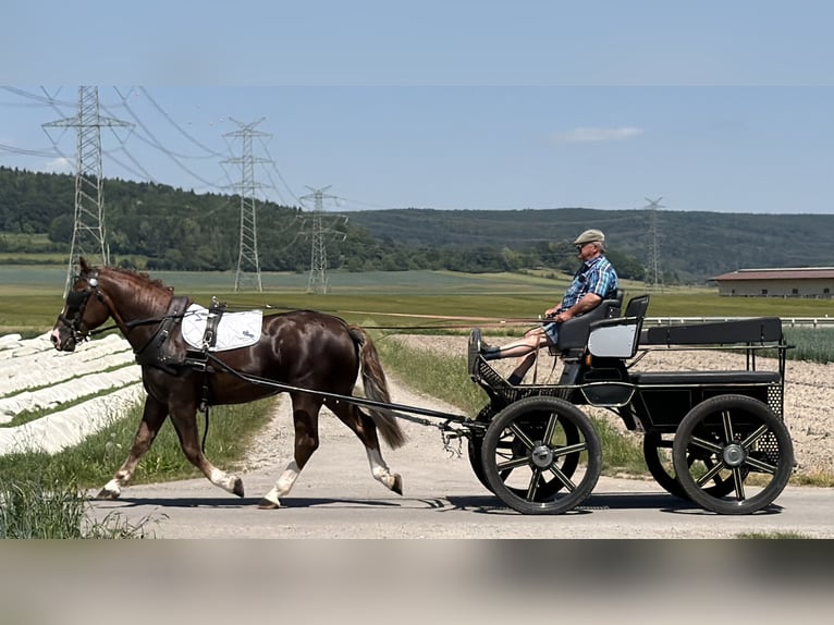Zwaar warmbloed Hengst 3 Jaar 164 cm Donkere-vos in Riedlingen