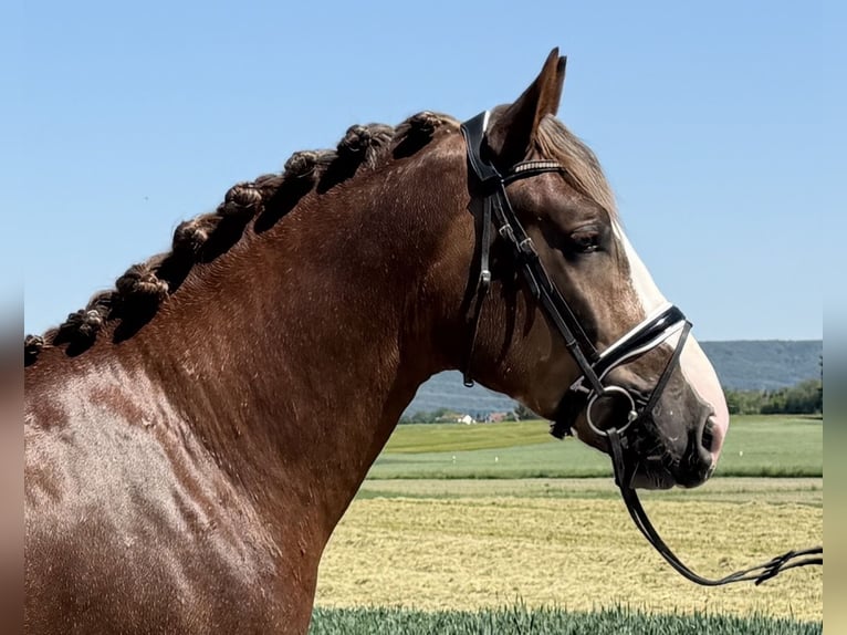 Zwaar warmbloed Hengst 3 Jaar 164 cm Donkere-vos in Riedlingen