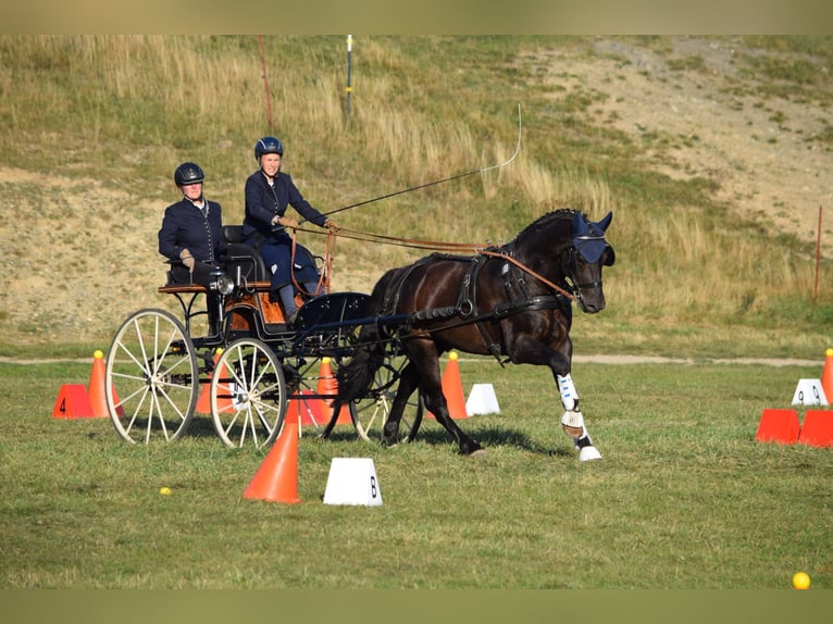Zwaar warmbloed Hengst 6 Jaar 163 cm Zwartbruin in Rutha