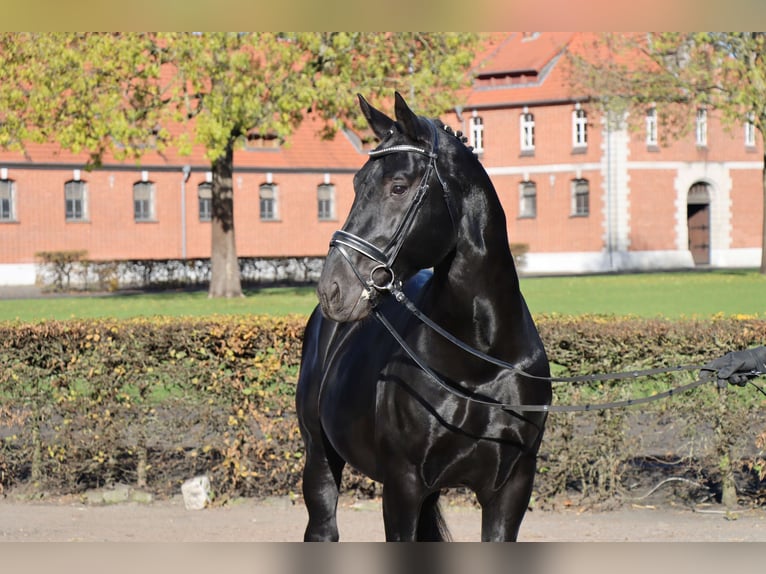 Zwaar warmbloed Hengst 7 Jaar 165 cm Zwart in Celle