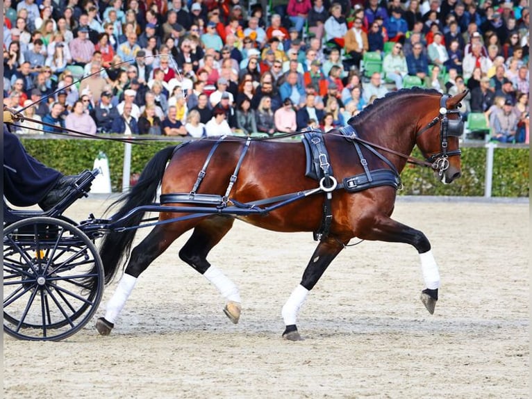 Zwaar warmbloed Hengst Bruin in Bernstadt auf dem Eigen