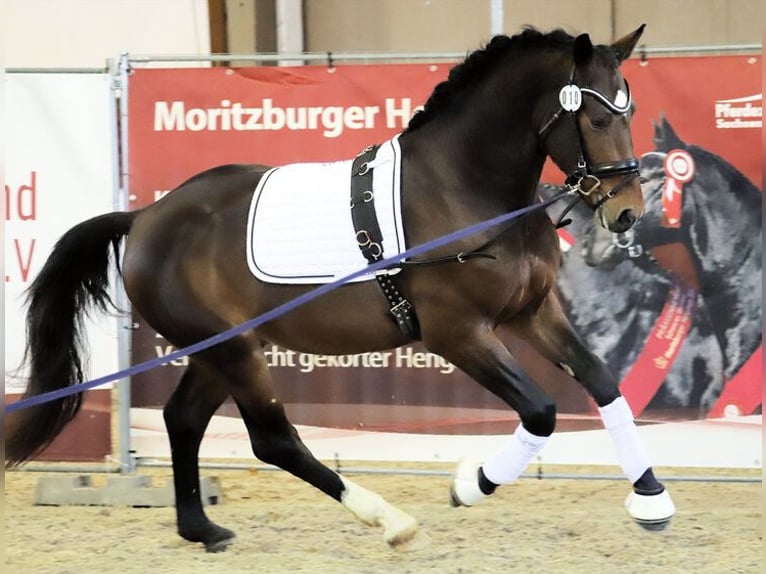 Zwaar warmbloed Hengst Bruin in Seelitz