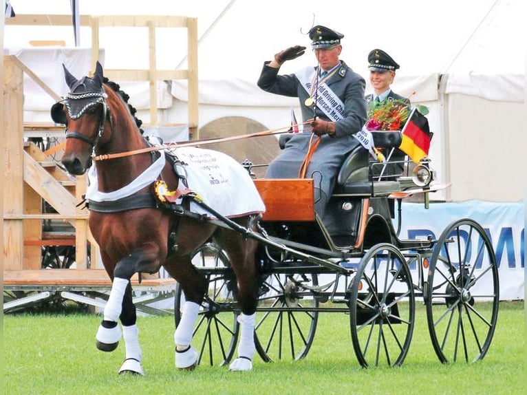 Zwaar warmbloed Hengst Bruin in Seelitz