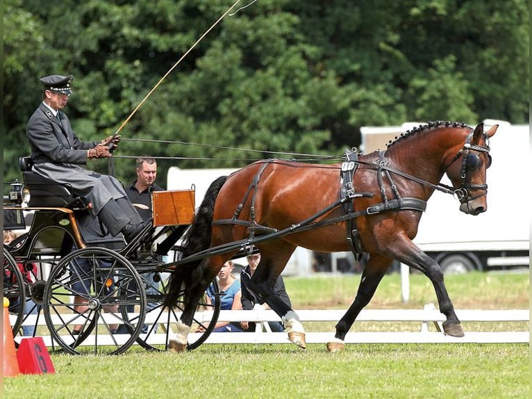 Zwaar warmbloed Hengst Bruin in Torgau