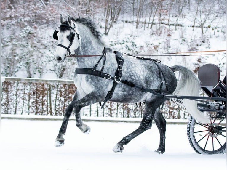 Zwaar warmbloed Hengst Schimmel in Torgau