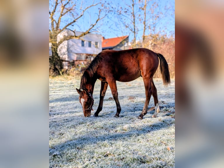 Zwaar warmbloed Hengst Veulen (03/2025) 165 cm Bruin in Bad Sulza