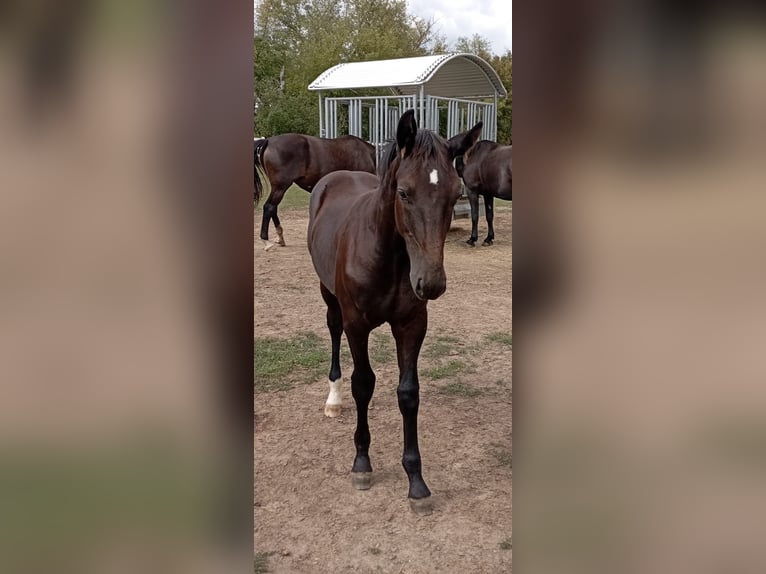 Zwaar warmbloed Hengst Veulen (03/2026) 165 cm Zwart in Steinreich