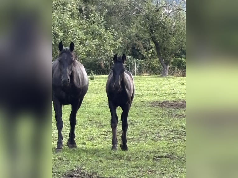 Zwaar warmbloed Hengst Veulen (02/2025) 167 cm Zwart in Quedlinburg