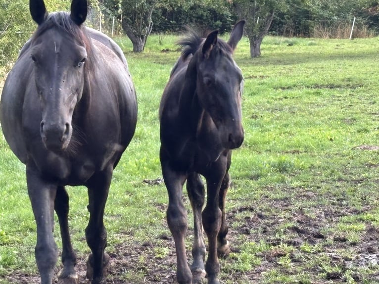 Zwaar warmbloed Hengst Veulen (02/2025) 167 cm Zwart in Quedlinburg