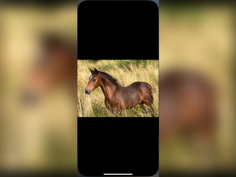 Zwaar warmbloed Hengst Veulen (02/2025) Bruin in Deuna