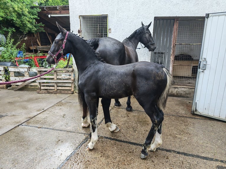 Zwaar warmbloed Hengst Veulen (03/2026) Zwart in Wutha-Farnroda