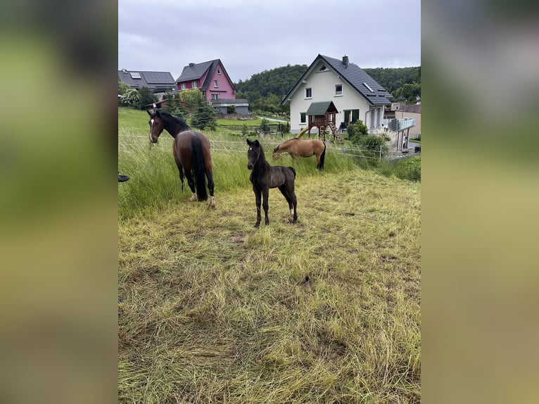 Zwaar warmbloed Hengst  Zwart in Wendehausen