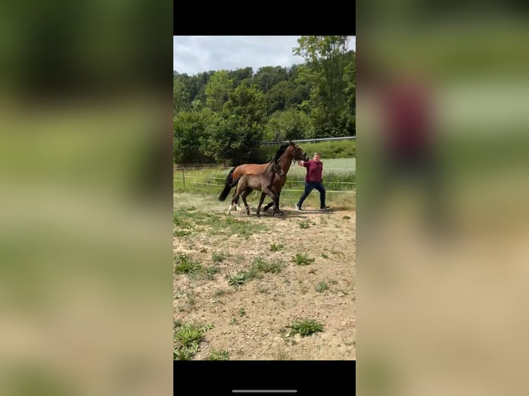 Zwaar warmbloed Hengst  Zwart in Wendehausen