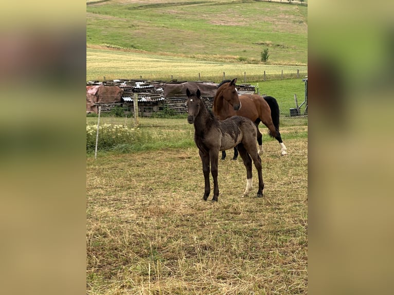 Zwaar warmbloed Hengst  Zwart in Wendehausen