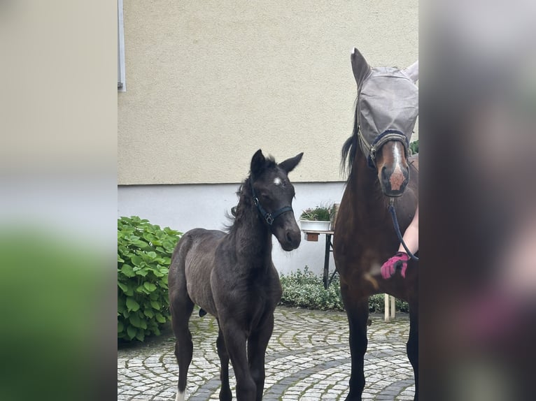 Zwaar warmbloed Hengst  Zwart in Wendehausen