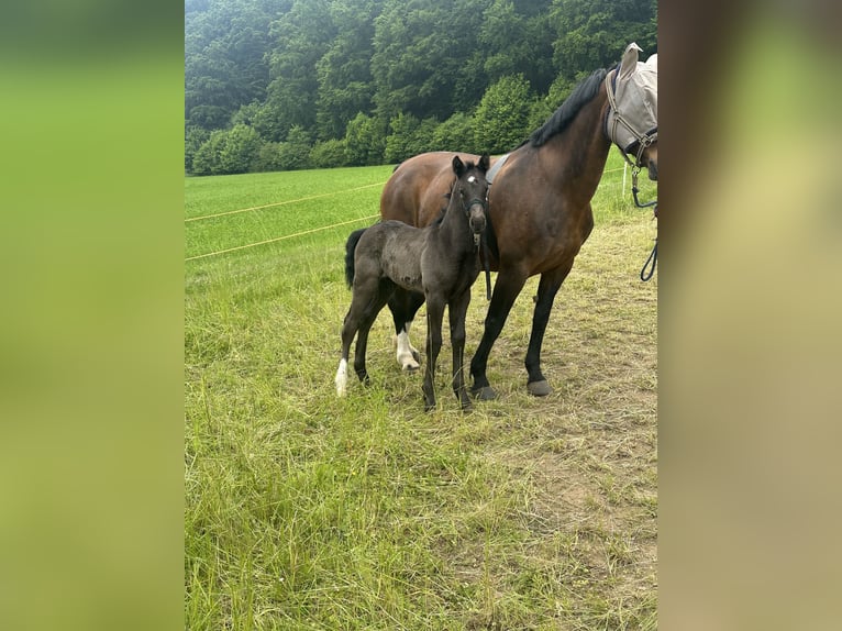 Zwaar warmbloed Hengst  Zwart in Wendehausen