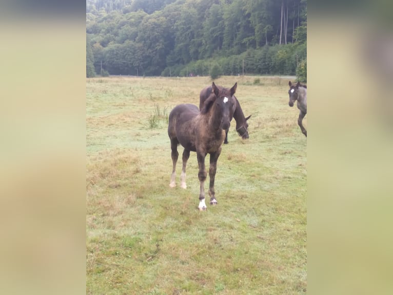 Zwaar warmbloed Hengst Veulen (05/2025) Zwart in Geratal /OT Gr&#xE4;fenroda