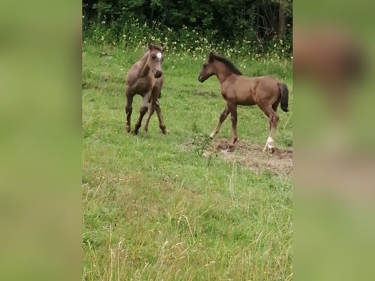 Zwaar warmbloed Hengst Veulen (05/2025) Zwart in Geratal /OT Gr&#xE4;fenroda