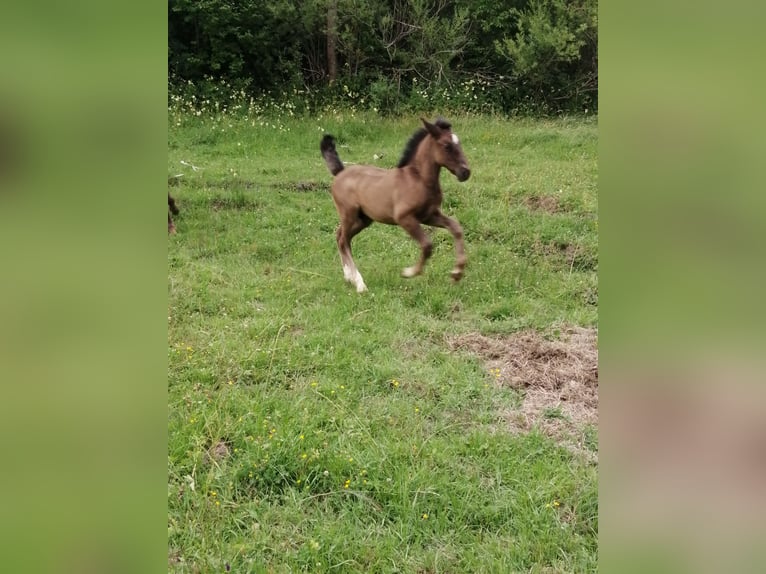 Zwaar warmbloed Hengst Veulen (05/2025) Zwart in Geratal /OT Gr&#xE4;fenroda