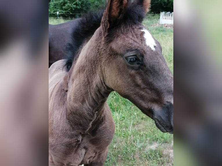 Zwaar warmbloed Hengst Veulen (05/2025) Zwart in Geratal /OT Gr&#xE4;fenroda