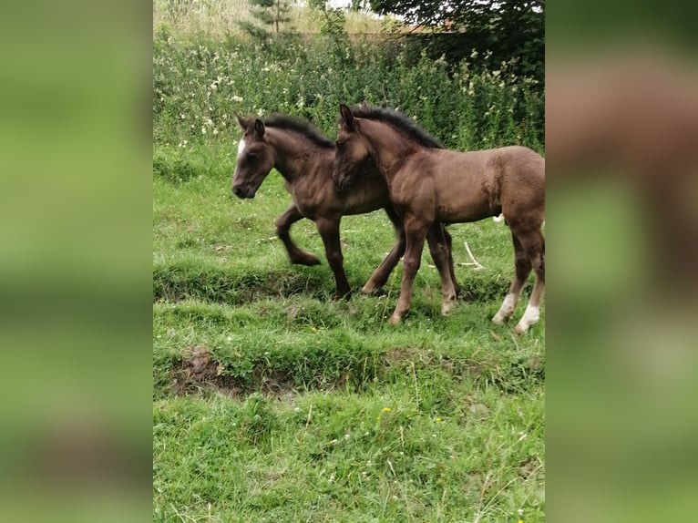 Zwaar warmbloed Hengst Veulen (05/2025) Zwart in Geratal /OT Gr&#xE4;fenroda