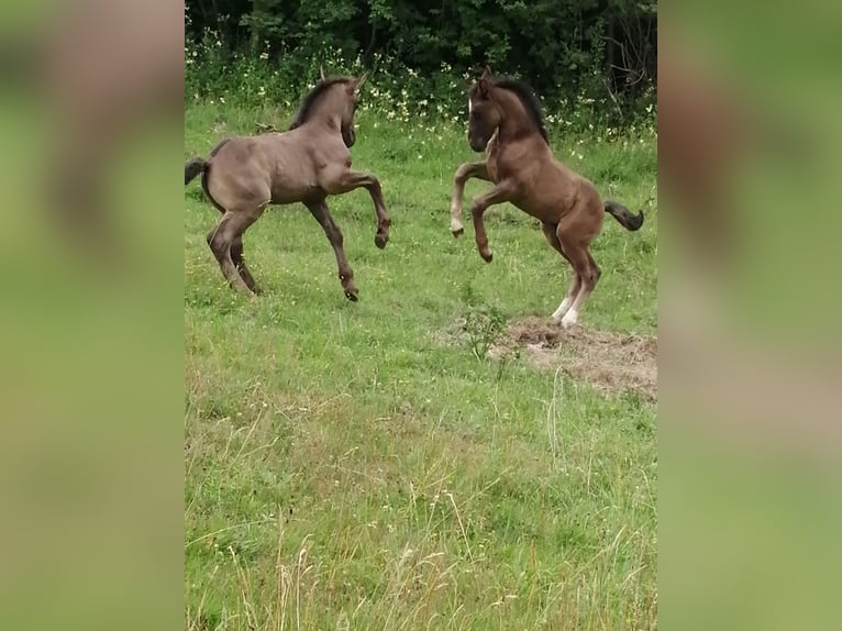 Zwaar warmbloed Hengst Veulen (05/2025) Zwart in Geratal /OT Gr&#xE4;fenroda