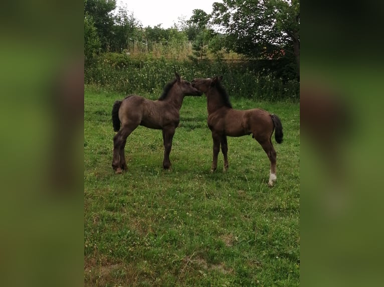 Zwaar warmbloed Hengst Veulen (05/2025) Zwart in Geratal /OT Gr&#xE4;fenroda