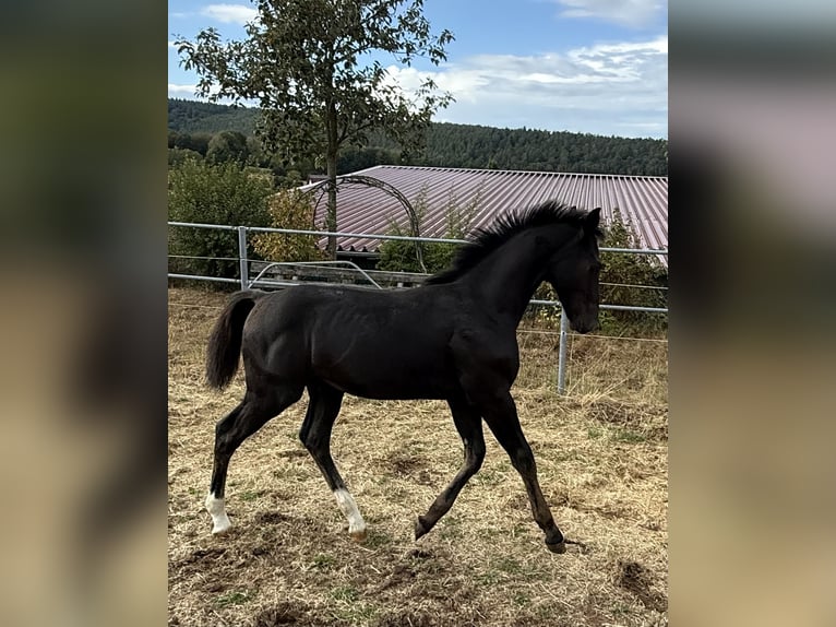 Zwaar warmbloed Hengst Veulen (04/2026) Zwart in Fulda