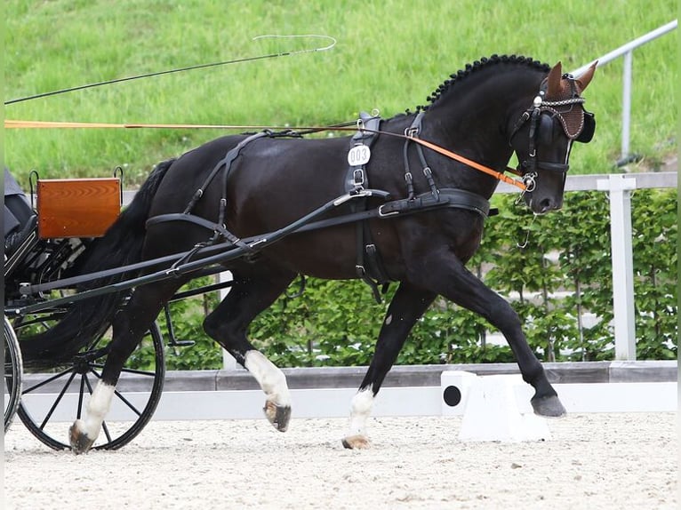 Zwaar warmbloed Hengst Zwart in Moritzburg