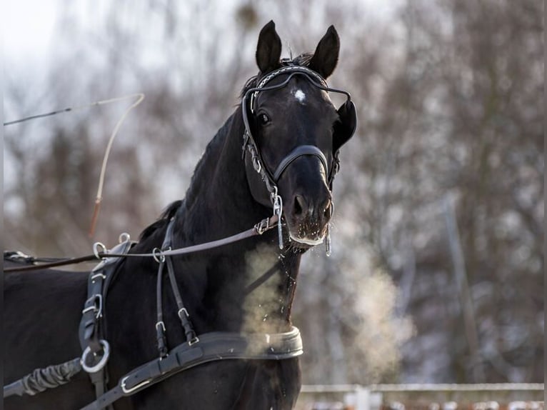 Zwaar warmbloed Hengst Zwart in Mülsen Ortmannsdorf, Marienau