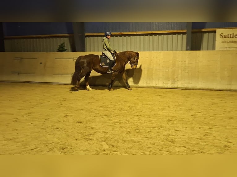 Zwaar warmbloed Merrie 10 Jaar 155 cm Vos in Marienberg