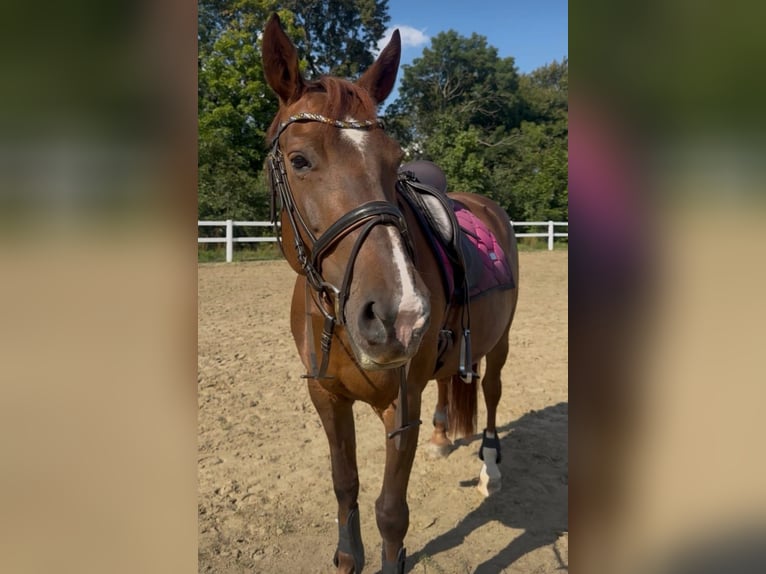 Zwaar warmbloed Merrie 10 Jaar 155 cm Vos in Marienberg