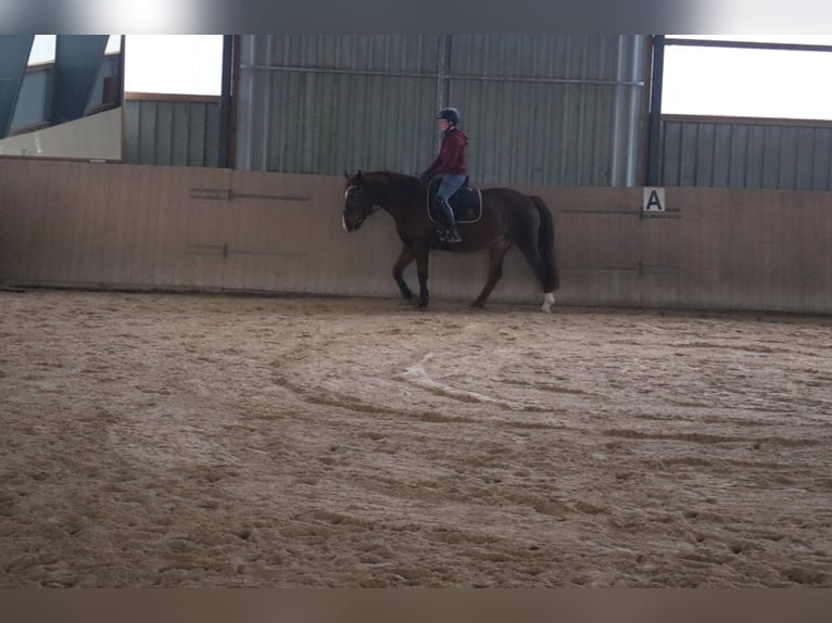 Zwaar warmbloed Merrie 10 Jaar 155 cm Vos in Marienberg