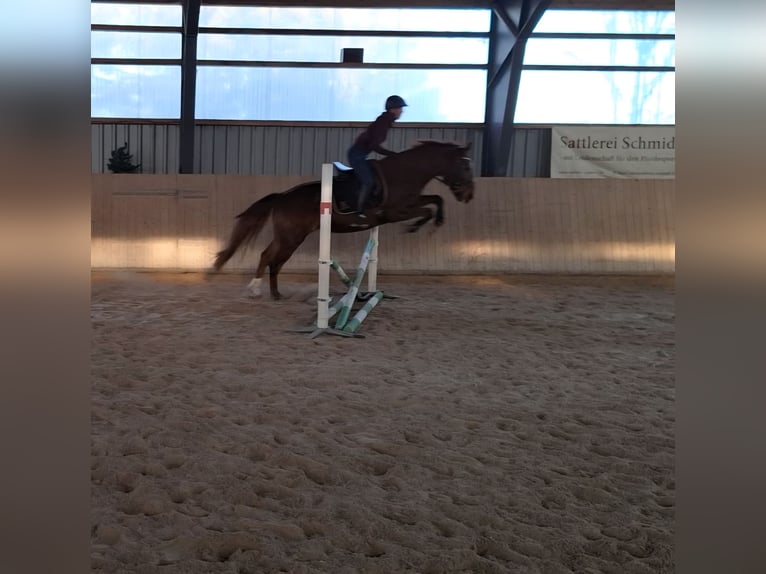 Zwaar warmbloed Merrie 10 Jaar 155 cm Vos in Marienberg