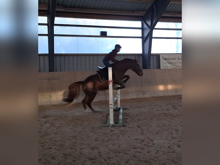 Zwaar warmbloed Merrie 10 Jaar 155 cm Vos in Marienberg