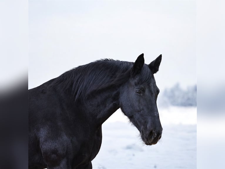 Zwaar warmbloed Merrie 10 Jaar 163 cm Zwart in Schorndorf