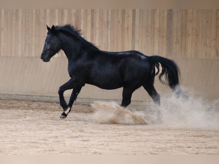 Zwaar warmbloed Merrie 10 Jaar 163 cm Zwart in Schorndorf