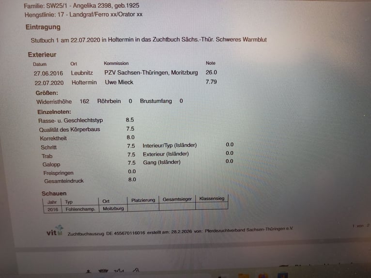 Zwaar warmbloed Merrie 10 Jaar 163 cm Zwart in Schorndorf