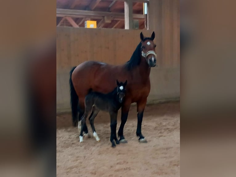 Zwaar warmbloed Merrie 10 Jaar 164 cm Bruin in Schorndorf